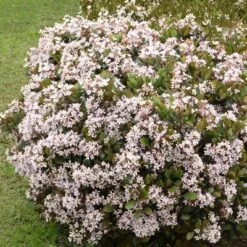Indian Hawthorn 'Snow White' 2.25gal U.S.D.A. Hardiness Zones 8-10 - 1pc - National Plant Network 5 Indian Hawthorn 'Snow White' 2.25gal U.S.D.A. Hardiness Zones 8-10 - 1pc - National Plant Network -Artificial Plant Store GUEST 897595d3 7dbe 4639 91ca 14d92ce8f2a1