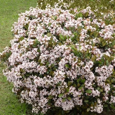Indian Hawthorn 'Snow White' 2.25gal U.S.D.A. Hardiness Zones 8-10 - 1pc - National Plant Network 4 Indian Hawthorn 'Snow White' 2.25gal U.S.D.A. Hardiness Zones 8-10 - 1pc - National Plant Network - Image 2