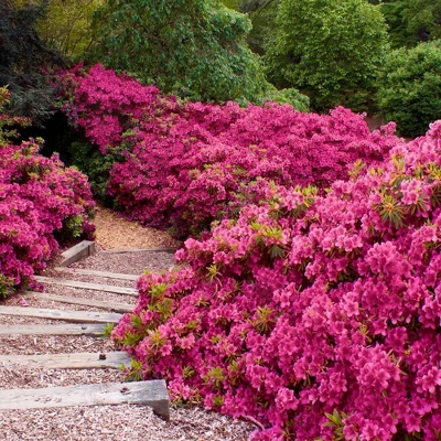 2.25gal Rene Michelle Azalea Plant With Pink Blooms - National Plant Network 3 2.25gal Rene Michelle Azalea Plant With Pink Blooms - National Plant Network