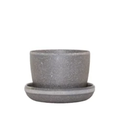 Ponytail Palm In 3" Planter - National Plant Network 12 Ponytail Palm In 3" Planter - National Plant Network -Artificial Plant Store GUEST 8ade5200 fb28 4556 9aad c659ecfc1e58