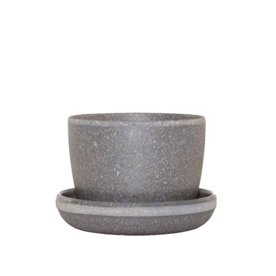 Ponytail Palm In 3" Planter - National Plant Network 6 Ponytail Palm In 3" Planter - National Plant Network - Image 4