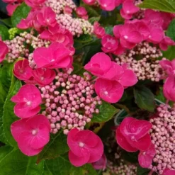 National Plant Network Live Outdoor 4" Cherry Explosion Hydrangea Plants - 3ct 12 National Plant Network Live Outdoor 4" Cherry Explosion Hydrangea Plants - 3ct -Artificial Plant Store GUEST 8cf2d4a9 1e4d 4f7e a59c 571e1071267d