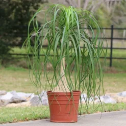 National Plant Network Live Indoor 6" Ponytail Palm Plant 14 National Plant Network Live Indoor 6" Ponytail Palm Plant -Artificial Plant Store GUEST 8d526631 10e7 4cd7 81c6 f623873b2de5