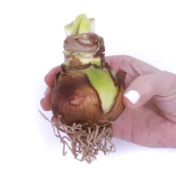 Amaryllis Kit White Bulb With Iron Brass Fluted Planter - Van Zyverden -Artificial Plant Store GUEST 8d7d7e04 867d 4c79 9d47 314286af3081