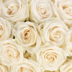Dozen Fresh Cut White Roses With Vase 7 Dozen Fresh Cut White Roses With Vase -Artificial Plant Store GUEST 8dc5f8c3 c0f7 48d0 900f 8e792d965976
