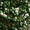 2.5qt Camellia Japonica Plant With White Blooms - National Plant Network 2 2.5qt Camellia Japonica Plant With White Blooms - National Plant Network -Artificial Plant Store GUEST 8dfa0d56 18cc 4ac2 b379 57f0559671f0