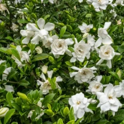 National Plant Network Live Outdoor Frostproof Gardenia Plant - 1ct 1gal 14 National Plant Network Live Outdoor Frostproof Gardenia Plant - 1ct 1gal -Artificial Plant Store GUEST 8e0f16af fd42 4885 bc01 10e98b78fa71
