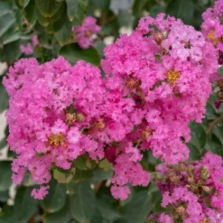 National Plant Network Pocomoke Dwarf Crepe Myrtle - 3gal 17 National Plant Network Pocomoke Dwarf Crepe Myrtle - 3gal -Artificial Plant Store GUEST 8f5ae2a3 646c 4d82 8476 22cf9d78875c