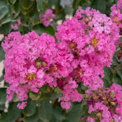 National Plant Network Pocomoke Dwarf Crepe Myrtle - 3gal 8 National Plant Network Pocomoke Dwarf Crepe Myrtle - 3gal - Image 6