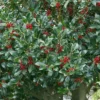 Holly 'Needlepoint' 2.25gal U.S.D.A. Hardiness Zones 7-9 - 1pc - National Plant Network