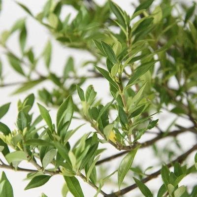 2.25gal Radicans Gardenia Plant White Blooms - National Plant Network 3 2.25gal Radicans Gardenia Plant White Blooms - National Plant Network