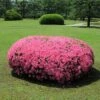 Azalea 'Chinana' 2.25gal U.S.D.A. Hardiness Zones 6-9 - 1pc - National Plant Network -Artificial Plant Store GUEST 9057d440 7a48 4613 ae53 7ccfb88e1192