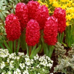 Van Zyverden 10ct Bulbs Hyacinths Jan Bos 13 Van Zyverden 10ct Bulbs Hyacinths Jan Bos -Artificial Plant Store GUEST 91985396 b445 4388 b458 8a57dbe5e835
