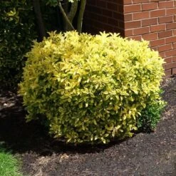 National Plant Network Outdoor Live Golden Euonymus Plant - 1ct 2.25gal 11 National Plant Network Outdoor Live Golden Euonymus Plant - 1ct 2.25gal -Artificial Plant Store GUEST 91c4a4c5 5527 4f09 bad7 6f0156dfebf4