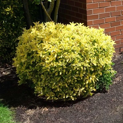 National Plant Network Outdoor Live Golden Euonymus Plant - 1ct 2.25gal 4 National Plant Network Outdoor Live Golden Euonymus Plant - 1ct 2.25gal - Image 2