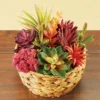 Collections Etc Colorful Artificial Succulent Arrangement 7.5 X 7.5 X 8.5 1 Collections Etc Colorful Artificial Succulent Arrangement 7.5 X 7.5 X 8.5 -Artificial Plant Store GUEST 91eb1023 a8b7 406b 994e d187a671eb58