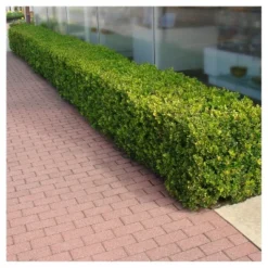 Boxwood 'Wintergreen' U.S.D.A. Hardiness Zones 4-9 Cottage Hill -Artificial Plant Store GUEST 9200fd82 d76e 4a5a afb6 6042d5bd4ab1