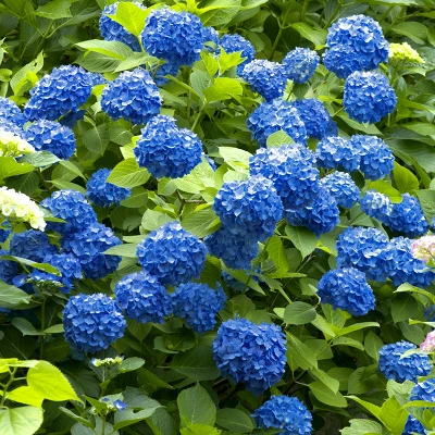 Hydrangea 'Nikko Blue' 1pc U.S.D.A. Hardiness Zones 6-9 National Plant Network 2.5qt 5 Hydrangea 'Nikko Blue' 1pc U.S.D.A. Hardiness Zones 6-9 National Plant Network 2.5qt - Image 3