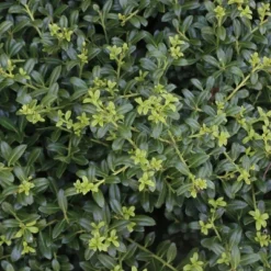 National Plant Network Live Outdoor Soft Touch Holly Plant - 1ct 1gal 16 National Plant Network Live Outdoor Soft Touch Holly Plant - 1ct 1gal -Artificial Plant Store GUEST 92941bc5 7eea 416c a84c 3e4ae705965f