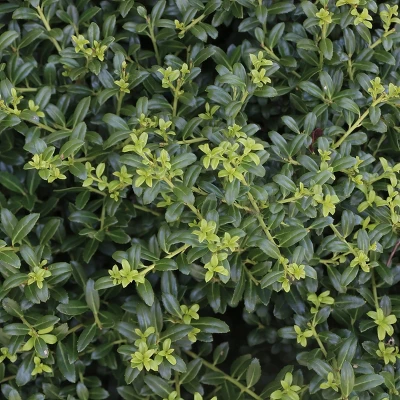 National Plant Network Live Outdoor Soft Touch Holly Plant - 1ct 1gal 9 National Plant Network Live Outdoor Soft Touch Holly Plant - 1ct 1gal - Image 7