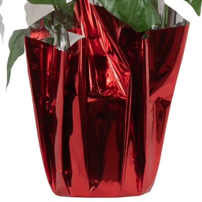 Northlight 14.5" White Artificial Christmas Poinsettia With Red Wrapped Base 6 Northlight 14.5" White Artificial Christmas Poinsettia With Red Wrapped Base - Image 4