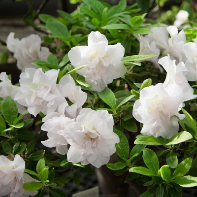 National Plant Network Live Outdoor Hardy Gardenia Azalea Plant - 1ct 3gal 10 National Plant Network Live Outdoor Hardy Gardenia Azalea Plant - 1ct 3gal - Image 8