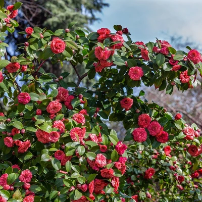 2.5qt Camellia Sasanqua Plant With Red Blooms - National Plant Network 4 2.5qt Camellia Sasanqua Plant With Red Blooms - National Plant Network - Image 2
