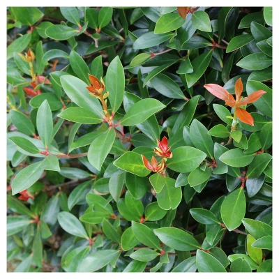 Cleyera Japonica 1pc - National Plant Network U.S.D.A Hardiness Zone 7-9 - 2.5 Quart 4 Cleyera Japonica 1pc - National Plant Network U.S.D.A Hardiness Zone 7-9 - 2.5 Quart - Image 2