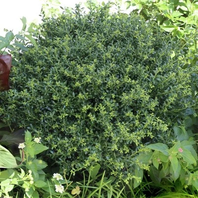 National Plant Network Live Outdoor Soft Touch Holly Plant - 1ct 1gal 3 National Plant Network Live Outdoor Soft Touch Holly Plant - 1ct 1gal