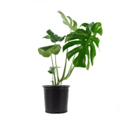 10" Monstera Swiss Cheese Plant - National Plant Network -Artificial Plant Store GUEST 95565701 2830 41e3 9789 184fd33ec6d9