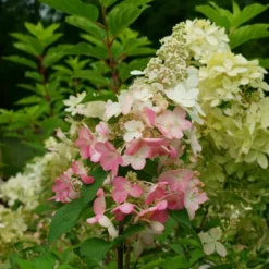 National Plant Network Live Outdoor Phantom Tree Hydrangea Plant -1ct 2gal -Artificial Plant Store GUEST 95894389 7211 449f be2c a4ac31d5a5ae
