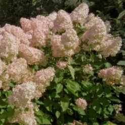 National Plant Network Live Outdoor Phantom Tree Hydrangea Plant -1ct 2gal -Artificial Plant Store GUEST 9670501e aecc 4eb4 af21 d168f199788b