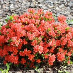 2.25gal Macrantha Orange Azalea Plant With Pink/Orange Blooms - National Plant Network: Perennial Shrub For Partial Shade -Artificial Plant Store GUEST 96bfd446 ec41 48d1 89b6 d3cf949bd35d