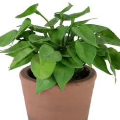 Northlight Real Touch™ Artificial Peperomia Watermelon Begonia Plant In Terracotta Style Pot - 7" -Artificial Plant Store GUEST 96e464ba 6fd1 4979 9051 71eed69061b0