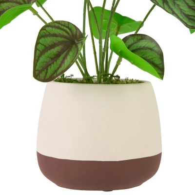 Northlight 10.25" Artificial Peperomia Plant In Two-Tone Ceramic Pot 5 Northlight 10.25" Artificial Peperomia Plant In Two-Tone Ceramic Pot - Image 3