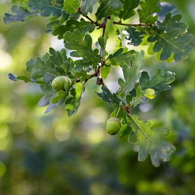 2.25gal Nutall Oak Tree - National Plant Network 3 2.25gal Nutall Oak Tree - National Plant Network