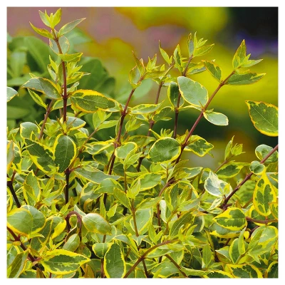 Abelia 'Francis Mason' 1pc - National Plant Network U.S.D.A Hardiness Zone 6-9 - 2.25 Gallon 4 Abelia 'Francis Mason' 1pc - National Plant Network U.S.D.A Hardiness Zone 6-9 - 2.25 Gallon - Image 2
