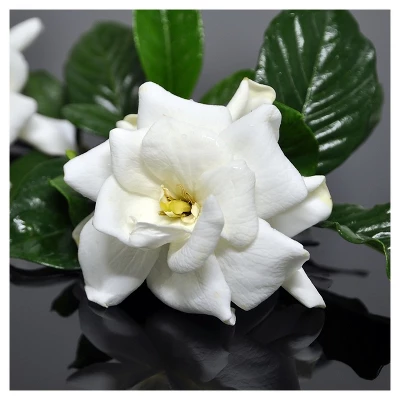 Gardenia 'Frostproof' 1pc - National Plant Network U.S.D.A Hardiness Zone 7-11 4 Gardenia 'Frostproof' 1pc - National Plant Network U.S.D.A Hardiness Zone 7-11 - Image 2