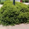 Dwarf Wax Myrtle 2.25gal U.S.D.A. Hardiness Zones 7-9 - 1pc - National Plant Network 1 Dwarf Wax Myrtle 2.25gal U.S.D.A. Hardiness Zones 7-9 - 1pc - National Plant Network -Artificial Plant Store GUEST 991694e9 4ad4 4446 980c 4c80aa398ea8