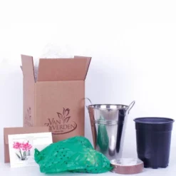 Van Zyverden Amaryllis Pink Flower Bulb With Artisan Decorative Planter -Artificial Plant Store GUEST 99485770 53ce 4ec4 81c8 c468ddf30e6c