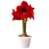 Van Zyverden Amaryllis Red Hypersonic Flower Bulb 1 Van Zyverden Amaryllis Red Hypersonic Flower Bulb -Artificial Plant Store GUEST 99778791 ccba 4ef6 911e 4cc2ba4a8516