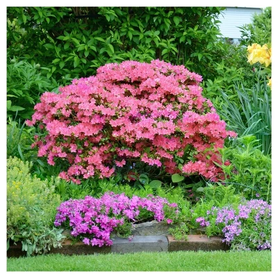 Azalea Hampton Beauty 1pc - National Plant Network U.S.D.A Hardiness Zone 7-10 4 Azalea Hampton Beauty 1pc - National Plant Network U.S.D.A Hardiness Zone 7-10 - Image 2