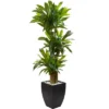 Nearly Natural 5.5-ft Corn Stalk Dracaena With Black Wash Planter -Artificial Plant Store GUEST 9b76e1b7 8f1b 4303 977c 8951fed17524