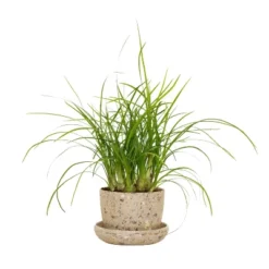Ponytail Palm In 3" Planter - National Plant Network 15 Ponytail Palm In 3" Planter - National Plant Network -Artificial Plant Store GUEST 9ba32367 558c 4925 a4fa e8419c64f0e0