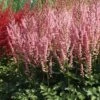 5ct Astilbe Top Choice Cake Mixture Bulbs - Van Zyverden 1 5ct Astilbe Top Choice Cake Mixture Bulbs - Van Zyverden -Artificial Plant Store GUEST 9bb2deef e7cc 4273 ba57 ee00a6c70a48