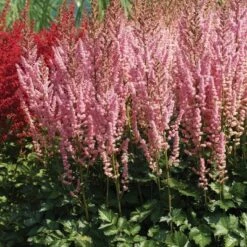 5ct Astilbe Top Choice Cake Mixture Bulbs - Van Zyverden
