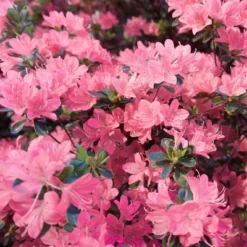 2.25gal Pink Pearl Azalea Plant With Pink Blooms - National Plant Network 7 2.25gal Pink Pearl Azalea Plant With Pink Blooms - National Plant Network -Artificial Plant Store GUEST 9d73beab 0817 48f4 813e bae7376912df