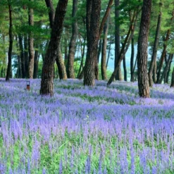 6pc Big Blue Liriope Plant With Purple Blooms - National Plant Network -Artificial Plant Store GUEST 9d787044 b4ea 42bf a343 9eb3ad20f908