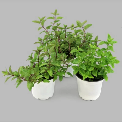 Burpee Herb ' Spearmint' 1pc Seasonal Grown In All U.S.D.A. Hardiness Zones National Plant Network 4" 3 Burpee Herb ' Spearmint' 1pc Seasonal Grown In All U.S.D.A. Hardiness Zones National Plant Network 4"