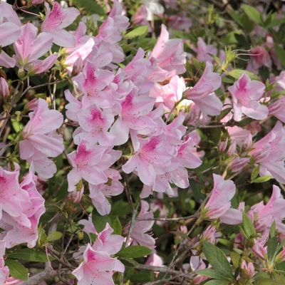 Azalea 'George L. Tabor' 2.25gal U.S.D.A. Hardiness Zones 8-9 - 1pc - National Plant Network 3 Azalea 'George L. Tabor' 2.25gal U.S.D.A. Hardiness Zones 8-9 - 1pc - National Plant Network